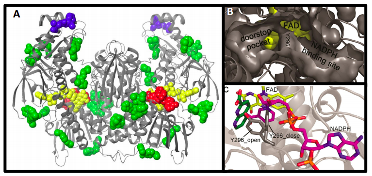 OPTIMIZATION OF SmTGR INHIBITORS USING A FRAGMENT-BASED DRUG DESIGN (FBDD) APPROACH